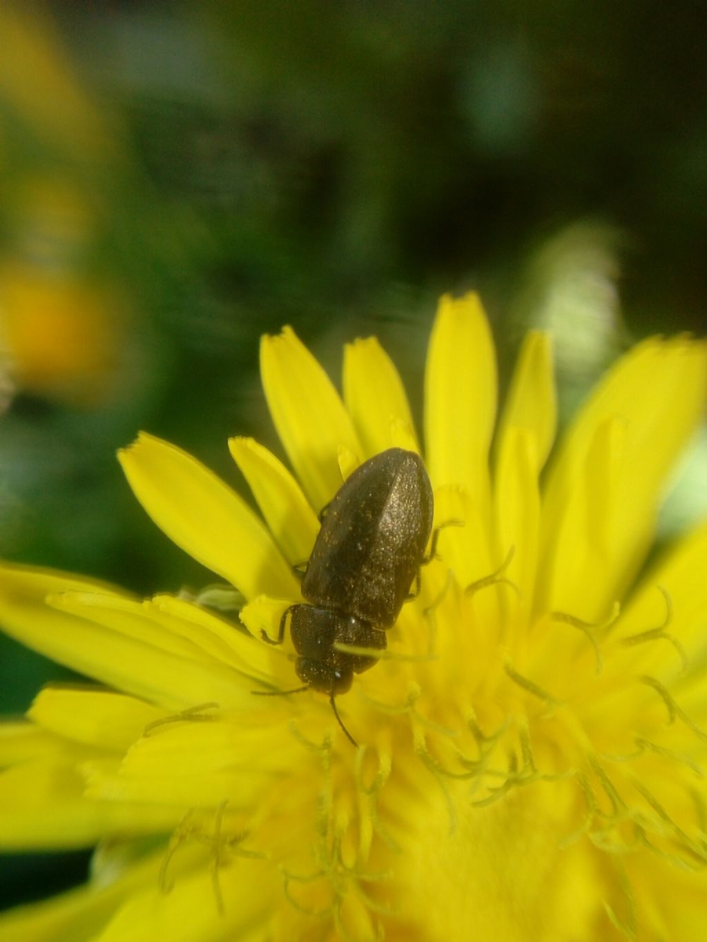 Buprestidae: Anthaxia (Melanthaxia) sp.